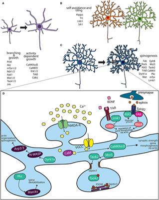 Kinase Signaling in Dendritic Development and Disease